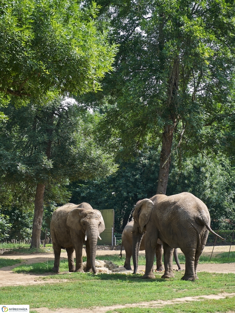 Kis elefánt fogászaton - fotó Szarka Lajos
