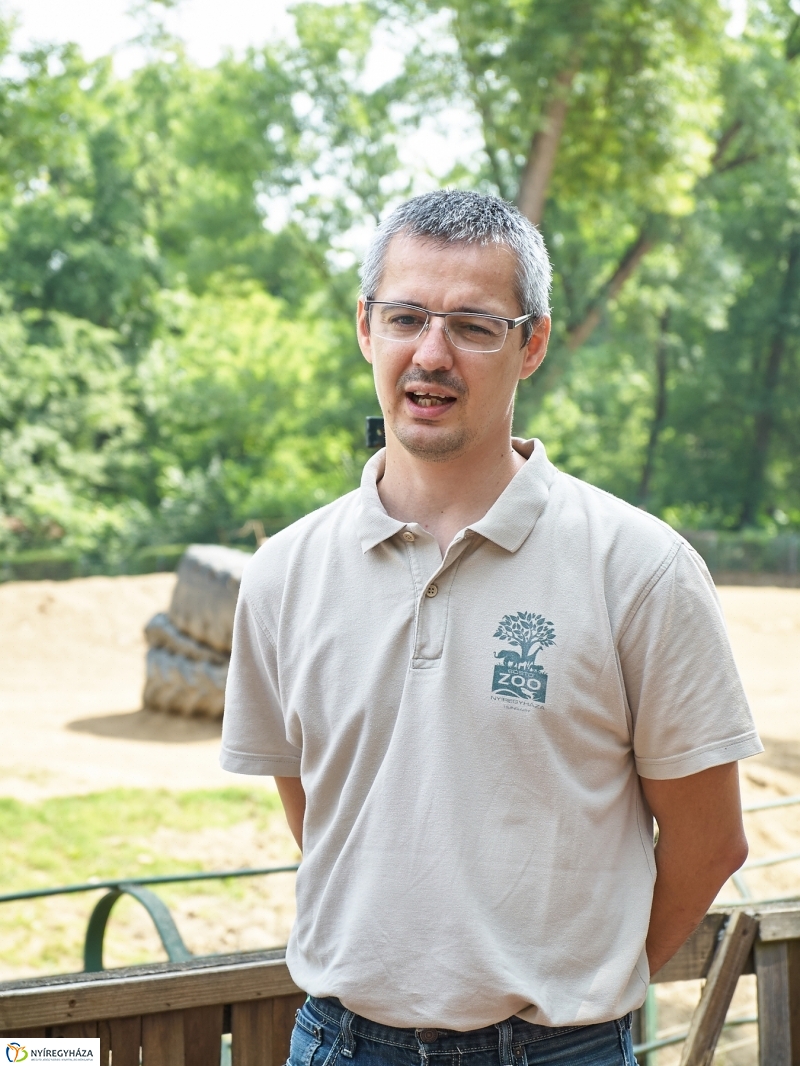 Kis elefánt fogászaton - fotó Szarka Lajos