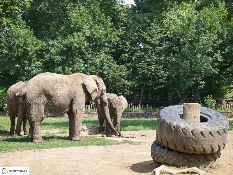 Kis elefánt fogászaton - fotó Szarka Lajos