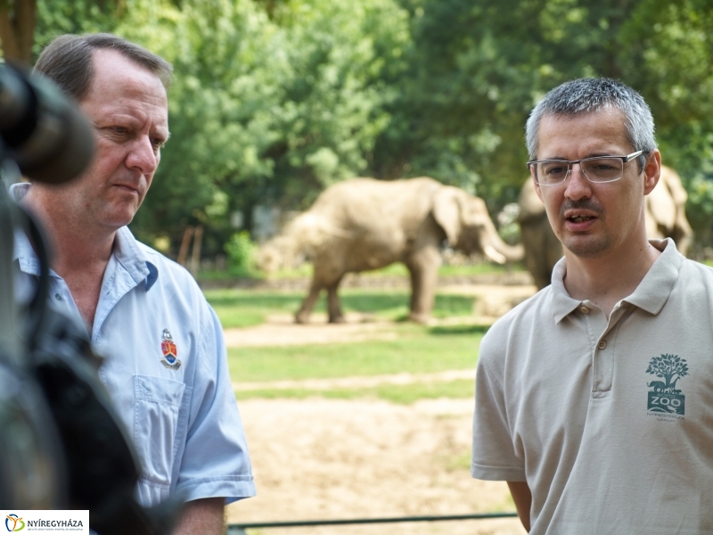 Kis elefánt fogászaton - fotó Szarka Lajos