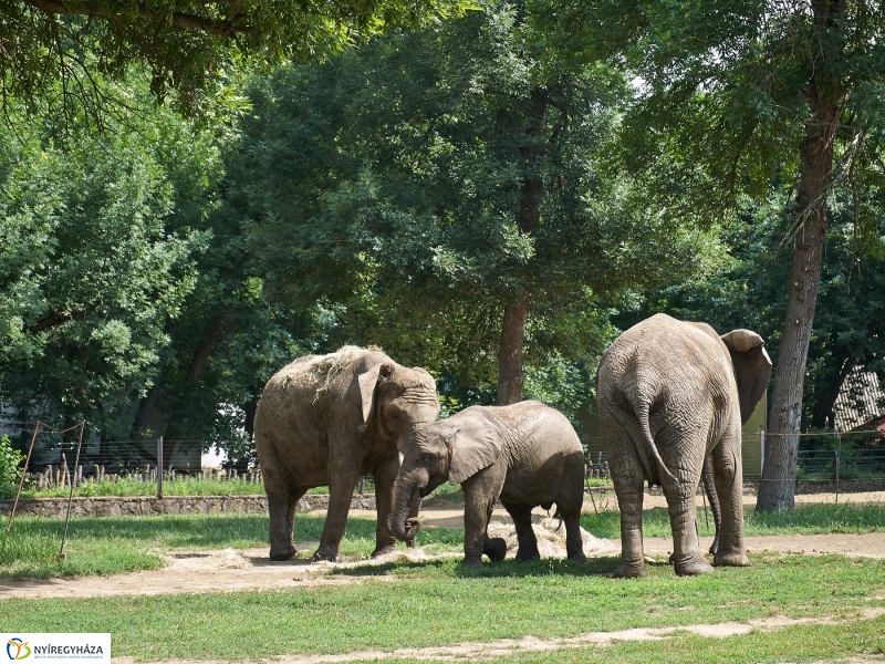Kis elefánt fogászaton - fotó Szarka Lajos