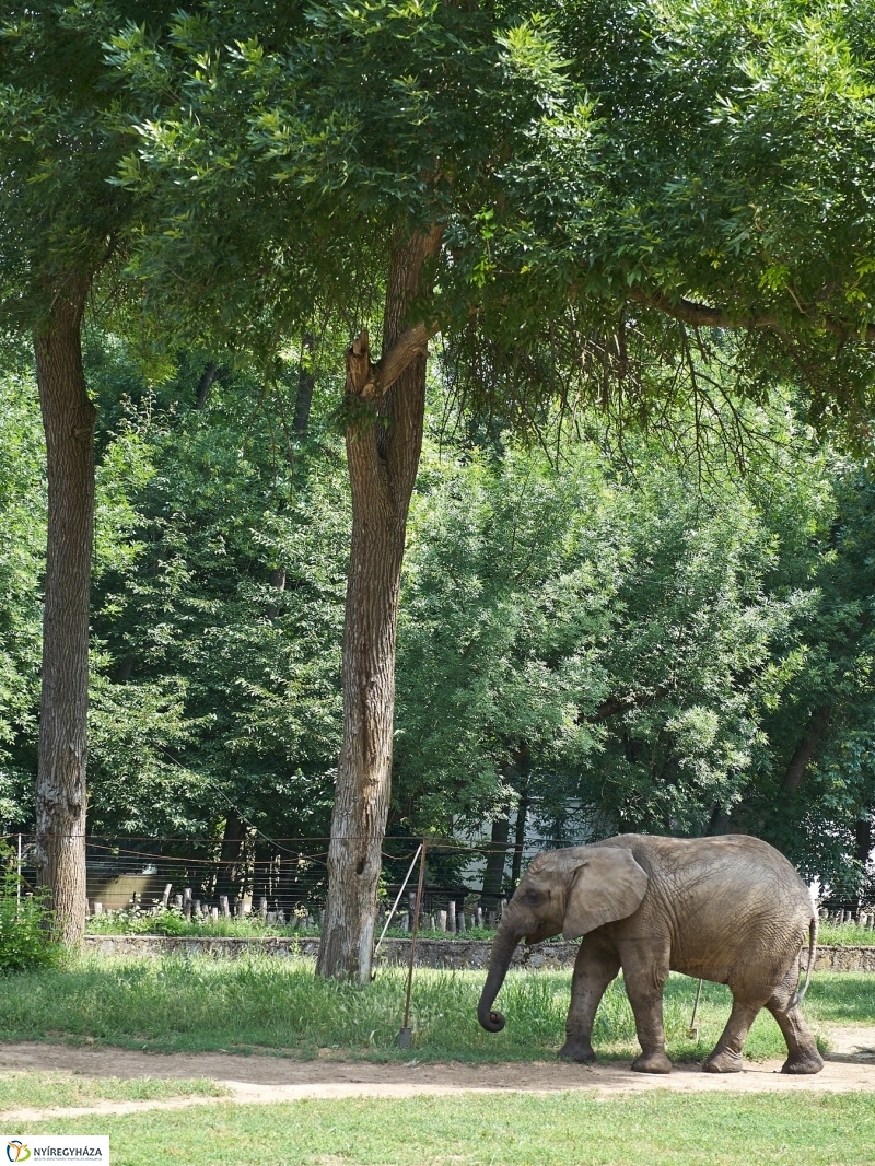 Kis elefánt fogászaton - fotó Szarka Lajos