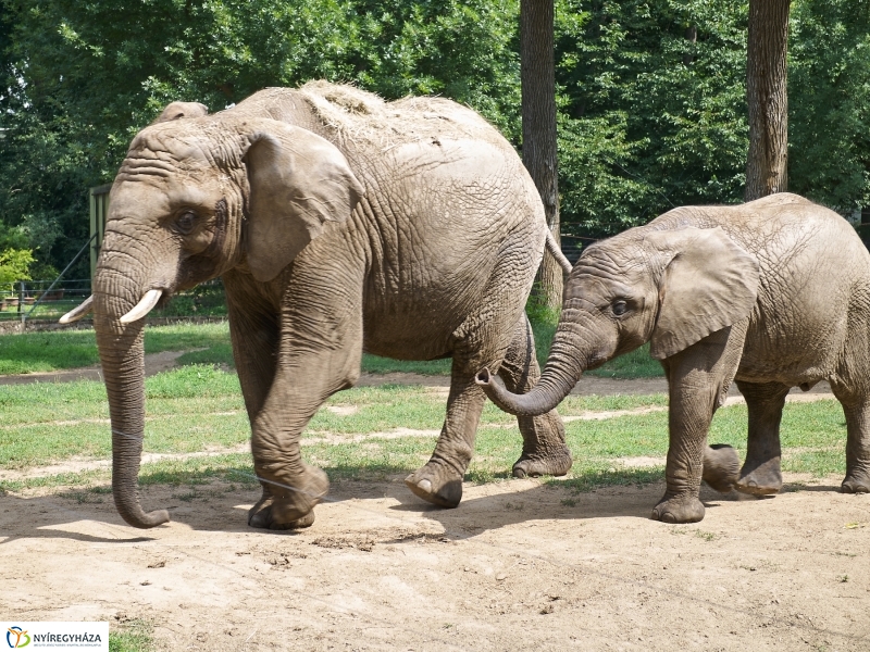 Kis elefánt fogászaton - fotó Szarka Lajos