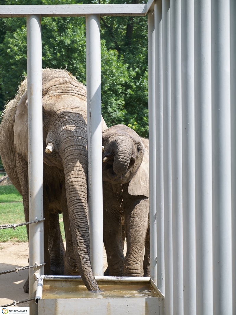 Kis elefánt fogászaton - fotó Szarka Lajos