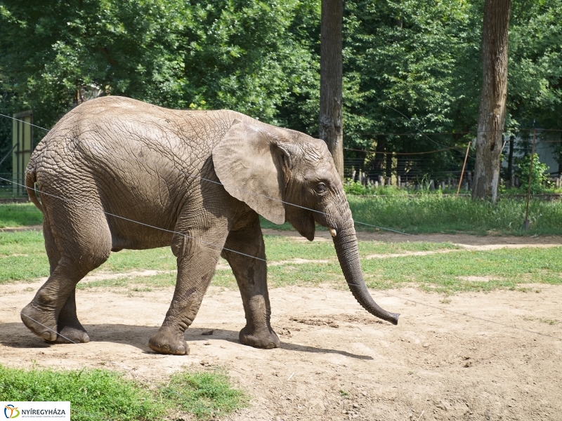 Kis elefánt fogászaton - fotó Szarka Lajos