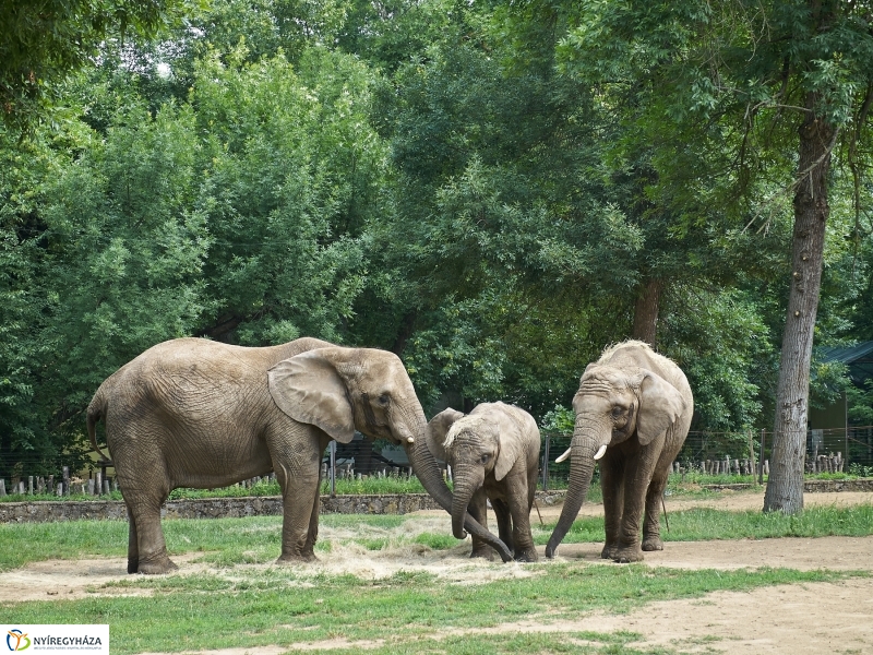 Kis elefánt fogászaton - fotó Szarka Lajos