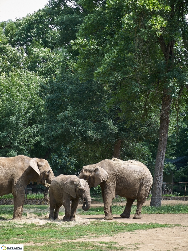 Kis elefánt fogászaton - fotó Szarka Lajos