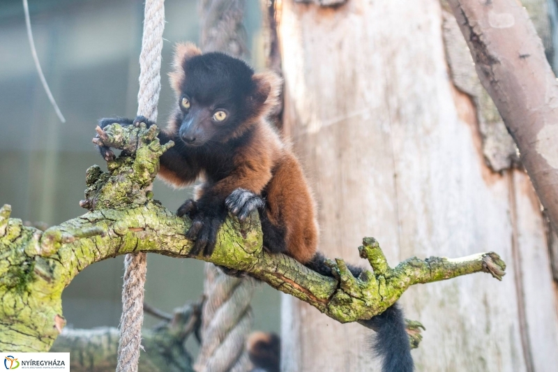 Vörös varik születtek a Nyíregyházi Állatparkban - Fotó Kohut Árpád