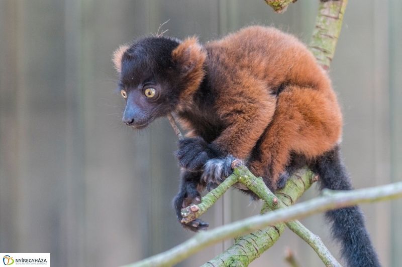 Vörös varik születtek a Nyíregyházi Állatparkban - Fotó Kohut Árpád