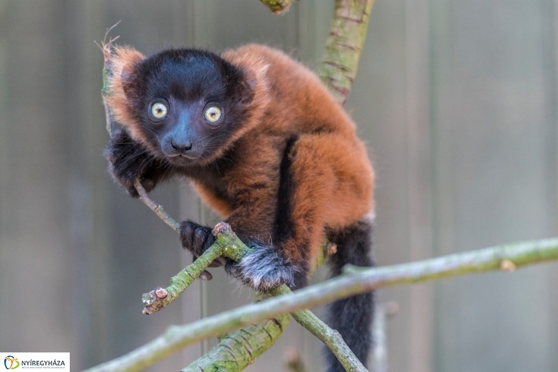 Vörös varik születtek a Nyíregyházi Állatparkban - Fotó Kohut Árpád