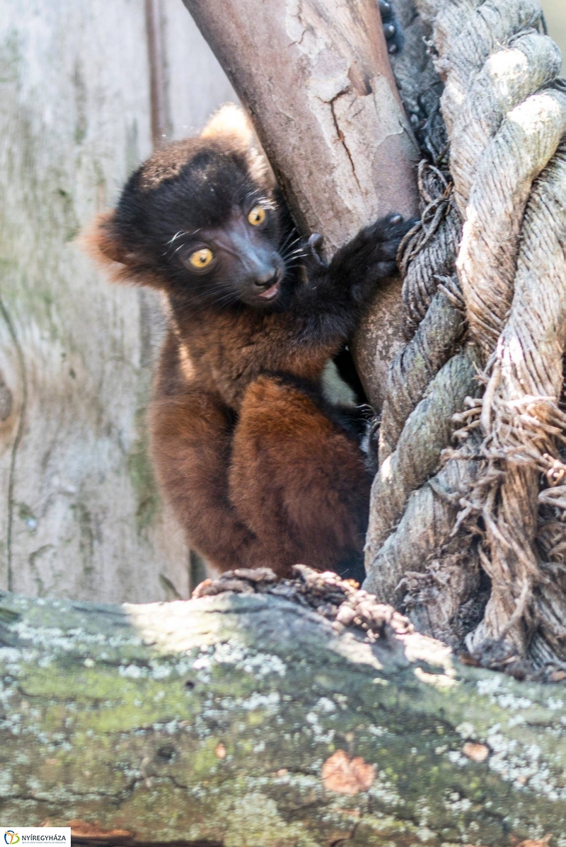 Vörös varik születtek a Nyíregyházi Állatparkban - Fotó Kohut Árpád