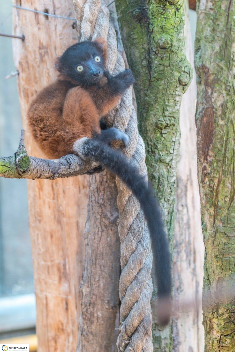 Vörös varik születtek a Nyíregyházi Állatparkban - Fotó Kohut Árpád