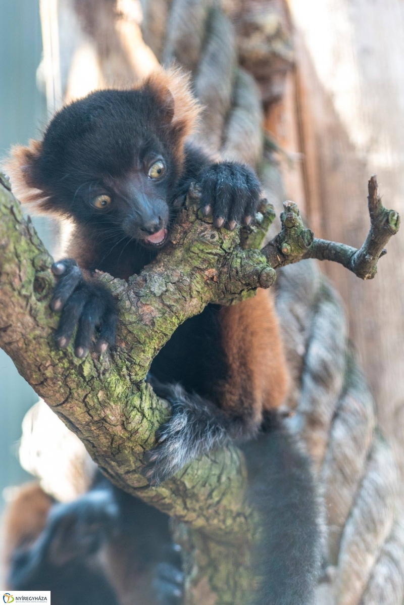 Vörös varik születtek a Nyíregyházi Állatparkban - Fotó Kohut Árpád