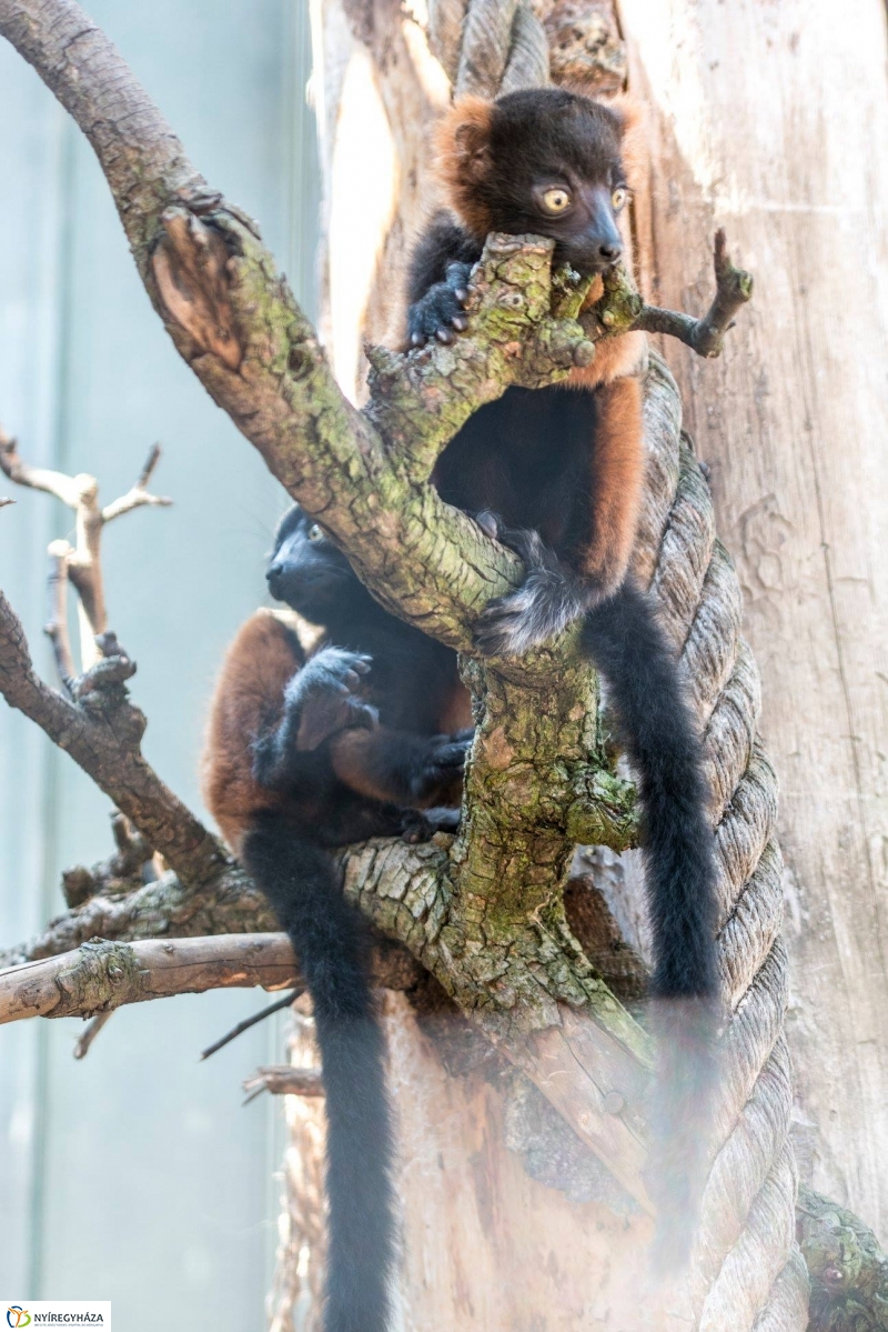 Vörös varik születtek a Nyíregyházi Állatparkban - Fotó Kohut Árpád