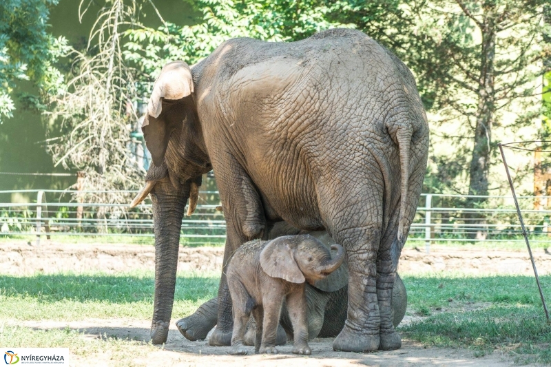 Szenzáció az Állatparkban, elefántbébi született - Fotó Kohut Árpád