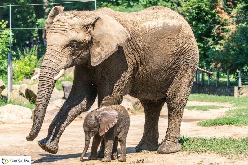 Szenzáció az Állatparkban, elefántbébi született - Fotó Kohut Árpád