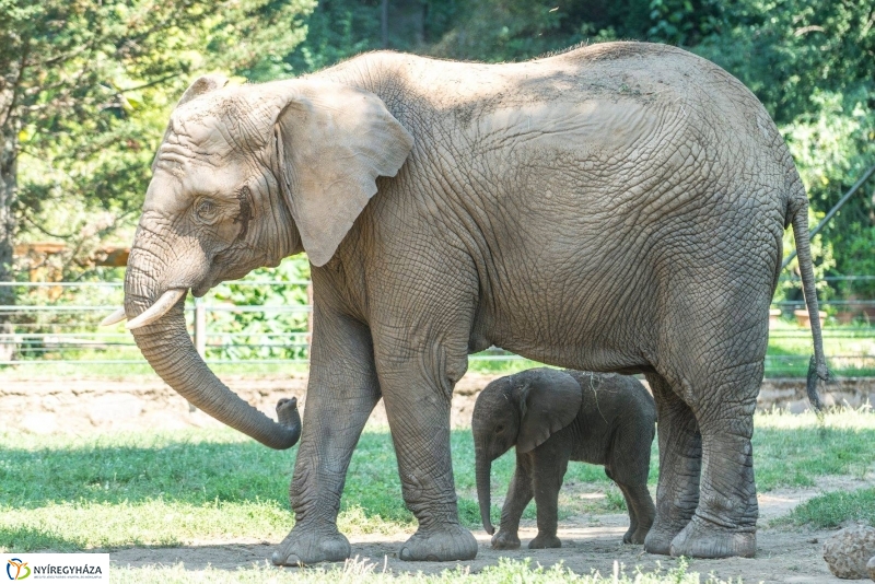 Szenzáció az Állatparkban, elefántbébi született - Fotó Kohut Árpád