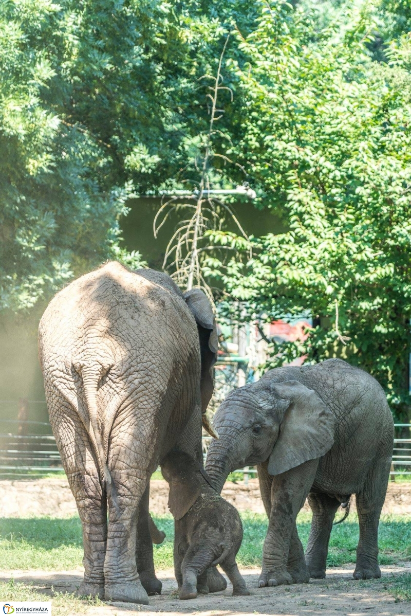Szenzáció az Állatparkban, elefántbébi született - Fotó Kohut Árpád