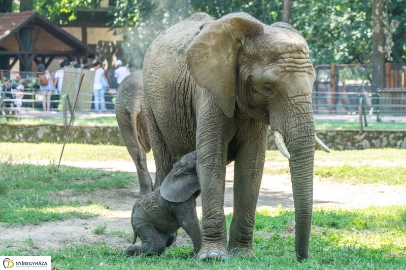 Szenzáció az Állatparkban, elefántbébi született - Fotó Kohut Árpád