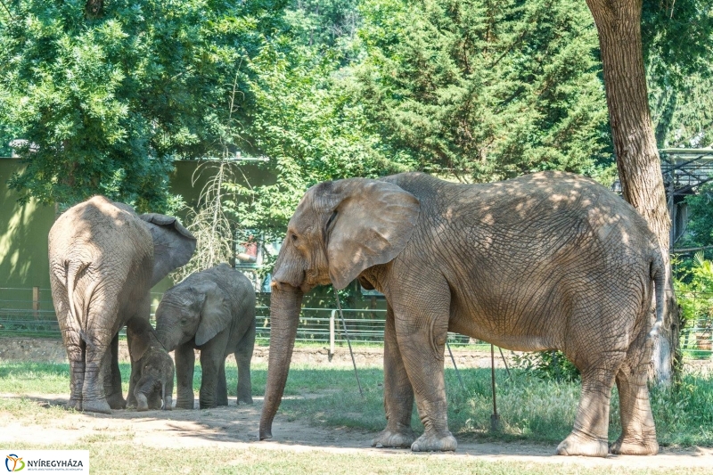Szenzáció az Állatparkban, elefántbébi született - Fotó Kohut Árpád