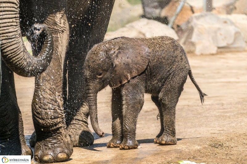 Szenzáció az Állatparkban, elefántbébi született - Fotó Kohut Árpád