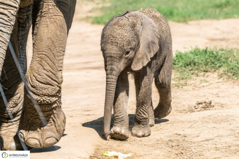 Szenzáció az Állatparkban, elefántbébi született - Fotó Kohut Árpád