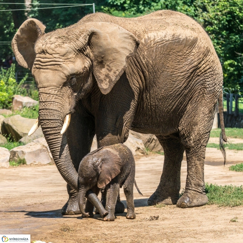 Szenzáció az Állatparkban, elefántbébi született - Fotó Kohut Árpád