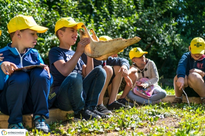 Zoo Suli a Nyíregyházi Állatparkban - Fotó Kohut Árpád