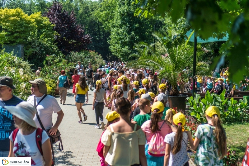 Zoo Suli a Nyíregyházi Állatparkban - Fotó Kohut Árpád
