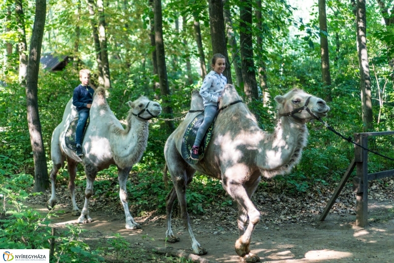 Zoo Suli a Nyíregyházi Állatparkban - Fotó Kohut Árpád