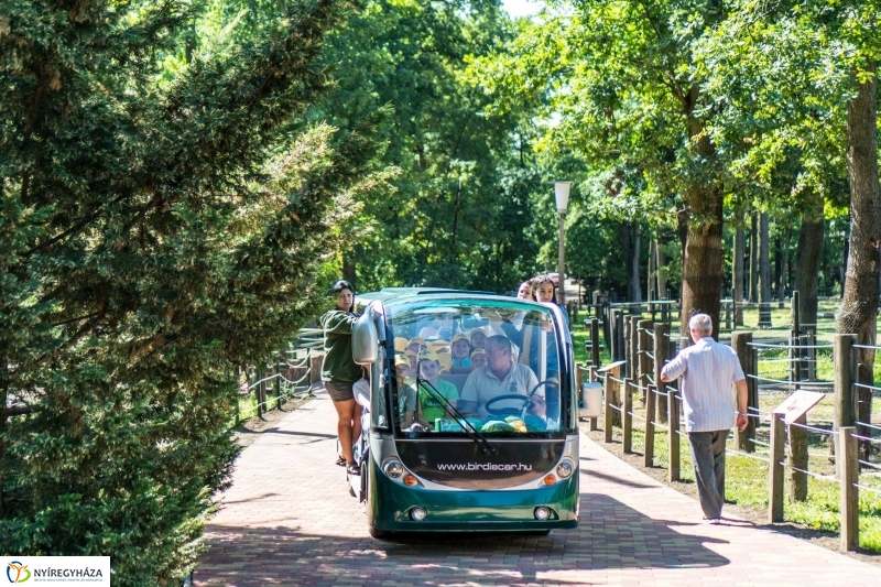 Zoo Suli a Nyíregyházi Állatparkban - Fotó Kohut Árpád
