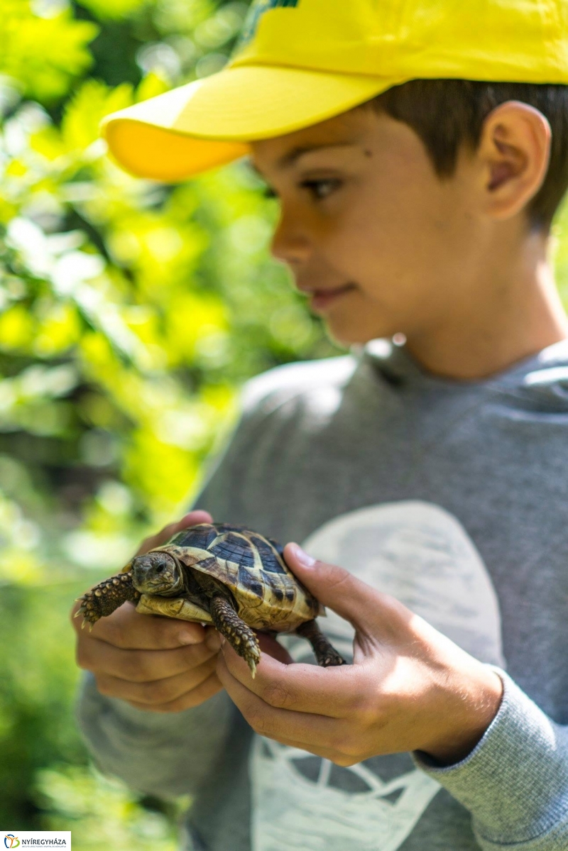 Zoo Suli a Nyíregyházi Állatparkban - Fotó Kohut Árpád