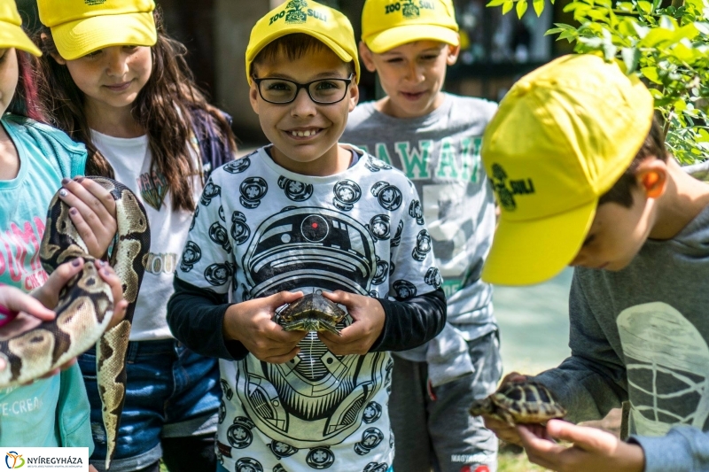 Zoo Suli a Nyíregyházi Állatparkban - Fotó Kohut Árpád