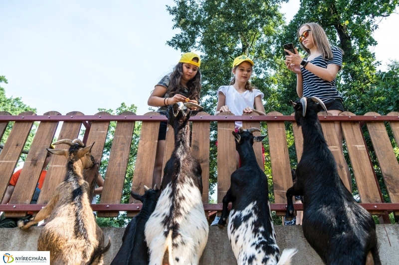 Nem unatkoznak a diákok a Zoo Suliban - fotó Kohut Árpád