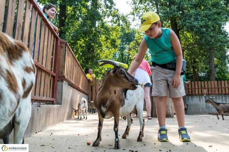Nem unatkoznak a diákok a Zoo Suliban - fotó Kohut Árpád