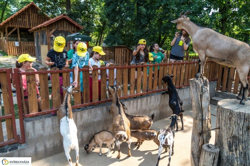Nem unatkoznak a diákok a Zoo Suliban - fotó Kohut Árpád