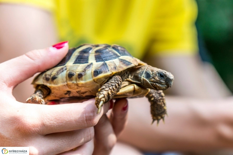 Nem unatkoznak a diákok a Zoo Suliban - fotó Kohut Árpád