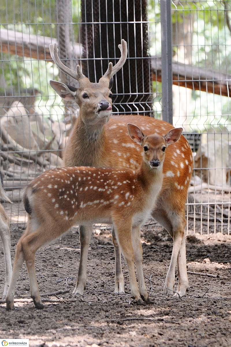 Szikaszarvas borjú az Állatparkban - fotó Trifonov Éva