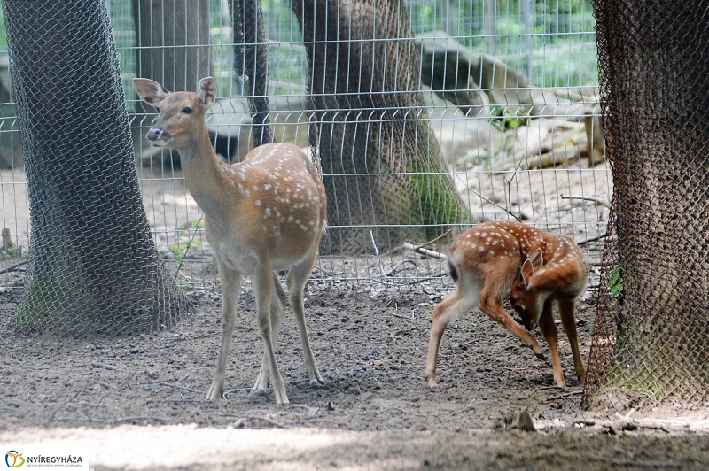 Szikaszarvas borjú az Állatparkban - fotó Trifonov Éva
