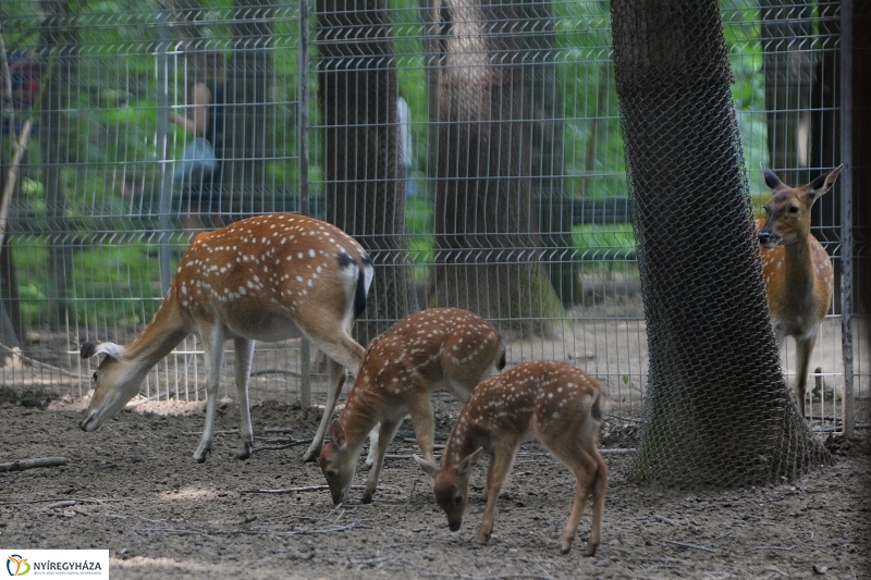 Szikaszarvas borjú az Állatparkban - fotó Trifonov Éva