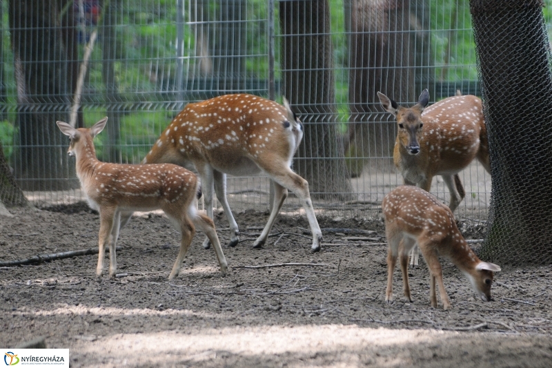 Szikaszarvas borjú az Állatparkban - fotó Trifonov Éva