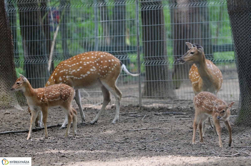 Szikaszarvas borjú az Állatparkban - fotó Trifonov Éva