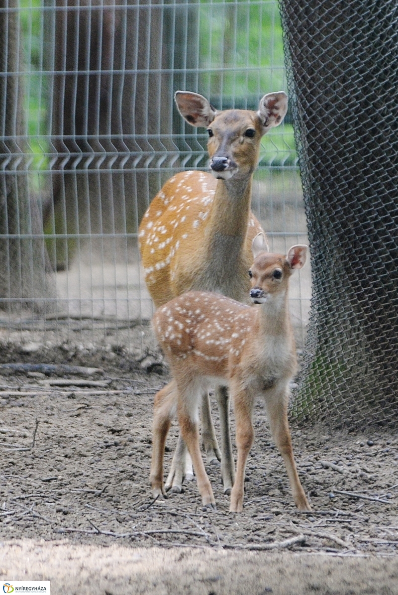 Szikaszarvas borjú az Állatparkban - fotó Trifonov Éva