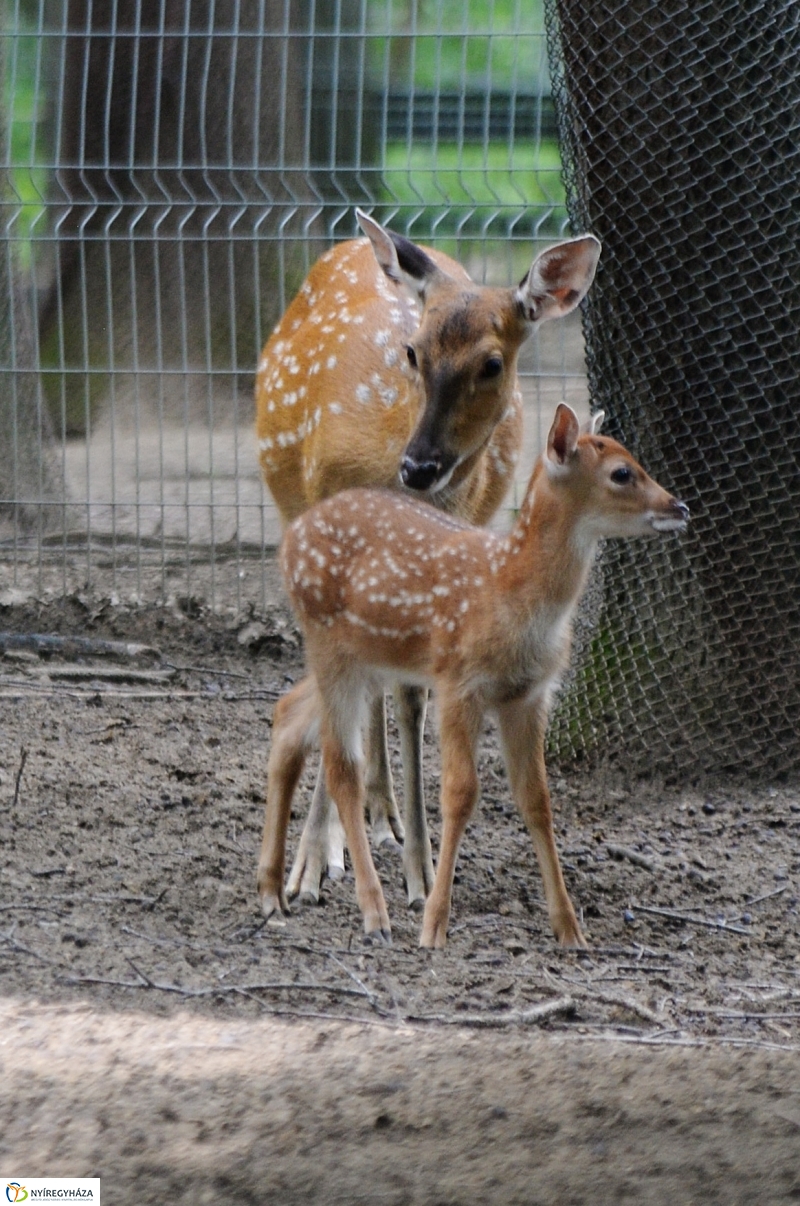 Szikaszarvas borjú az Állatparkban - fotó Trifonov Éva
