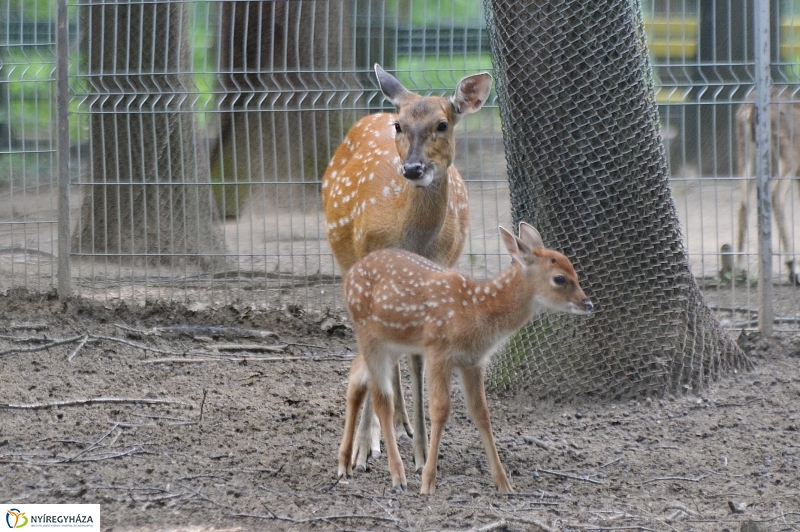 Szikaszarvas borjú az Állatparkban - fotó Trifonov Éva