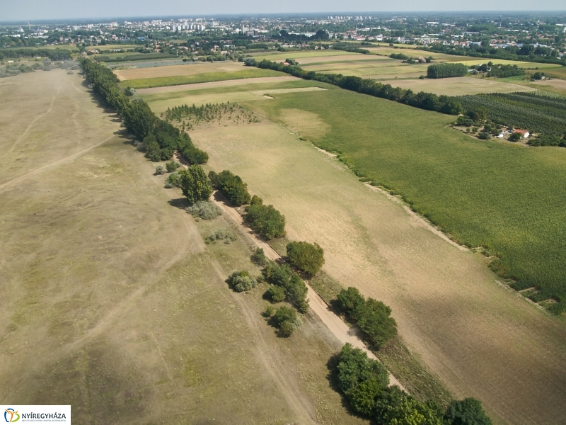 Parlagfű felderítés - fotó Szarka Lajos