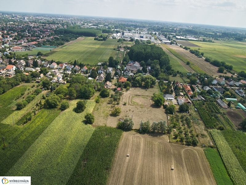 Parlagfű felderítés - fotó Szarka Lajos