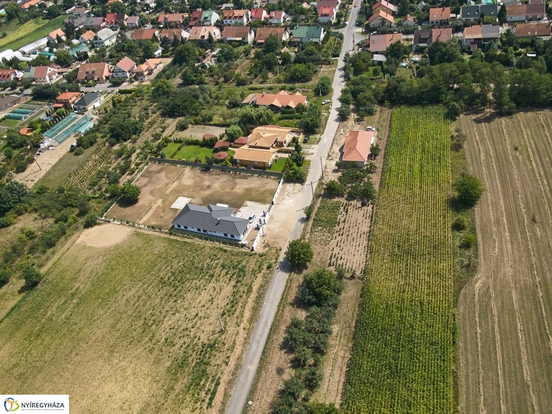 Parlagfű felderítés - fotó Szarka Lajos