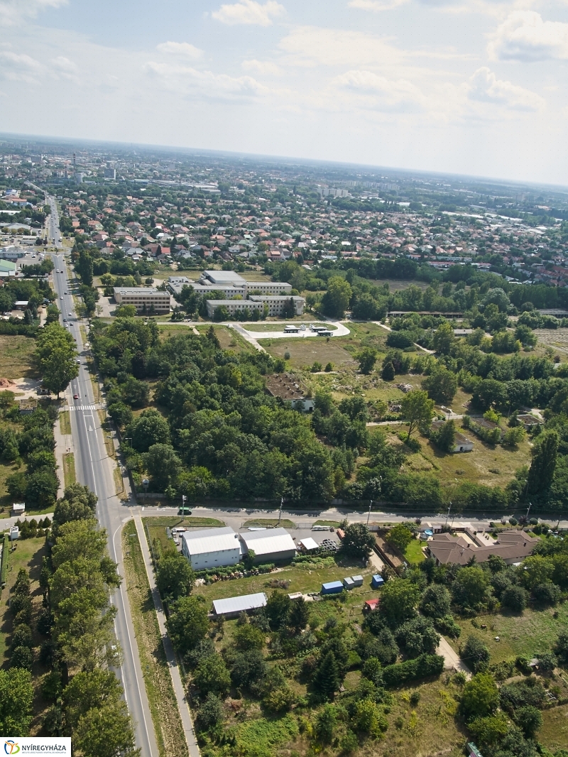 Parlagfű felderítés - fotó Szarka Lajos