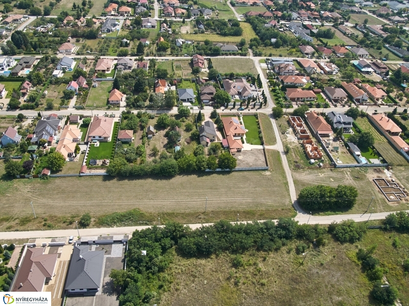 Parlagfű felderítés - fotó Szarka Lajos